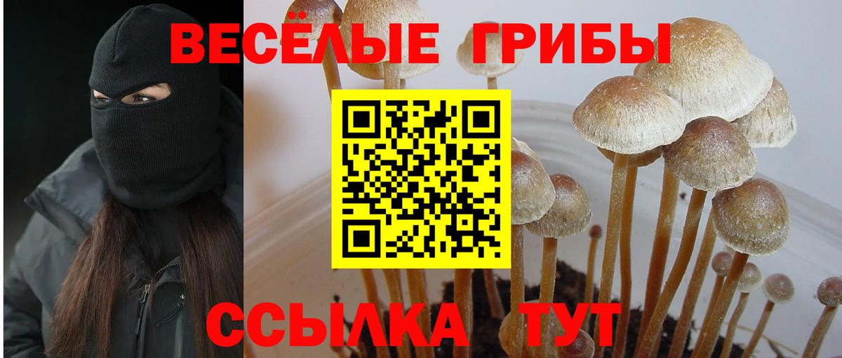 Псилоцибиновые грибы Psilocybe  купить наркоту  Соль-Илецк  Вход с VPN 